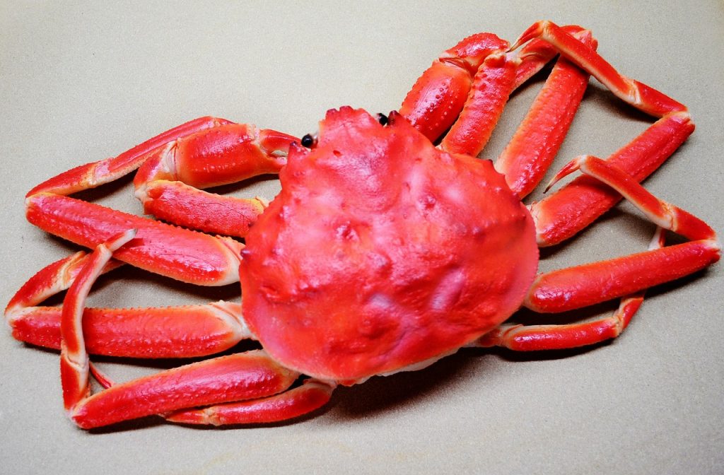 snow-crab-19745_1280